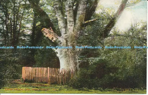 R027439 Knightwood Oak New Forest F Broomfield and Co