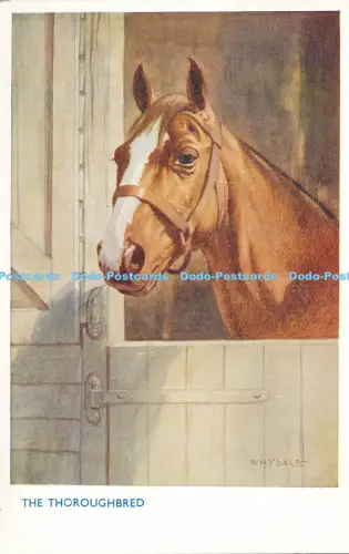 R027448 The Thoroughbred Salmon No 5086