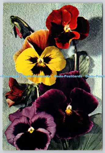 L347487 Stiefmütterchen J Arthur Dixon Newport I W England