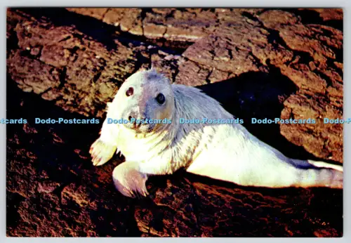 L348664 A Young Seal J Arthur Dixon M G Sutton