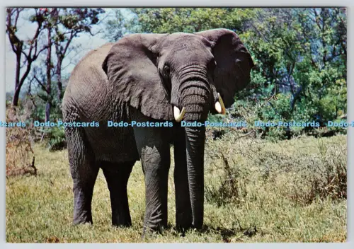 L348970 African Elephant British Museum Natural History London G B Corbet