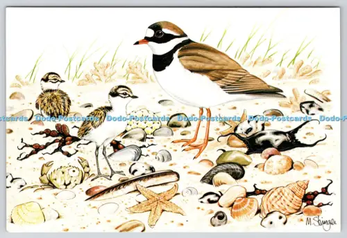 L349283 Wildlife of East Anglia Der Ringregenpfeifer Michael Stringer Isleham Cambrid