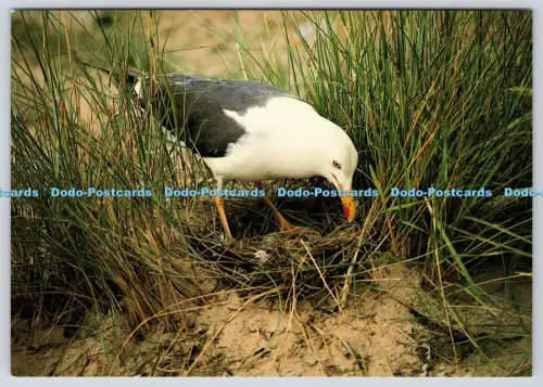 L349316 Norfolk Blakeney Point Lesser schwarz hinterlegte Möwe Larkfield Druck J Ree