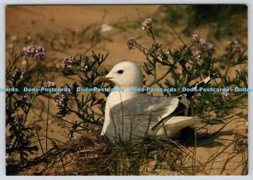 L349318 Norfolk Blakeney Point Gemeine Möwe Larkfield Druck J Reed