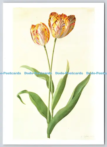 L353495 Zwei gestreifte Tulpen Krone Victoria und Albert Museum G D Ehret 1983