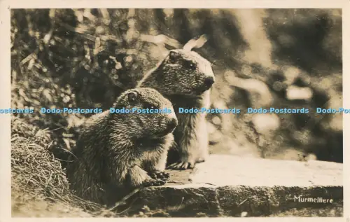 R036017 Murmelliere. G. Heinzle Erben. 1935