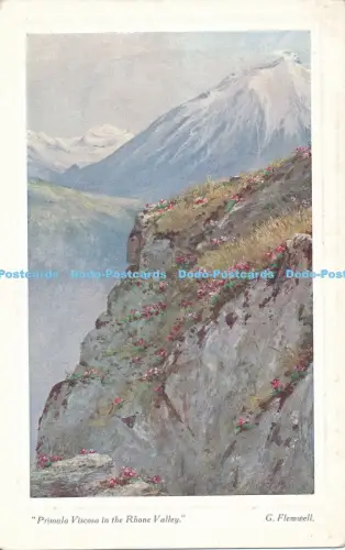 R038122 Primula Viscosa im Rhonetal G Flemwell James Henderson B Hopkins