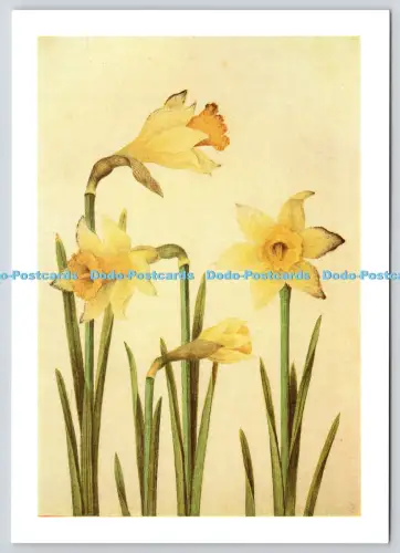 L353782 British Museum. Wilde Narzisse. Narcissus Pseudonarcissus. Henry Stone an