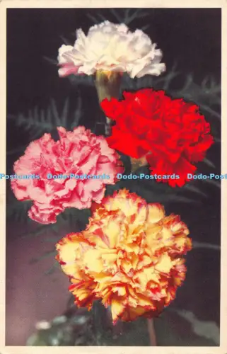 R041841 Nelke Valentinsblume Nr 13