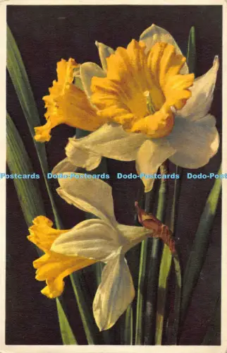 R041842 Narzissenkreisel und Klopfenstein Nr 1005