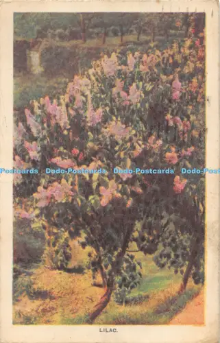 R041847 Flieder Garten und Blumen 1938
