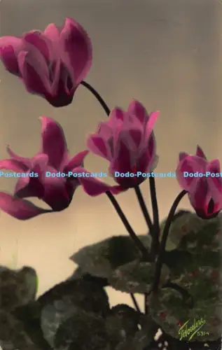 R041848 Alte AK Blumen Fotocelere 1927