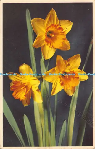 R041851 Narzisse Valentinsblume Nr 22 1956