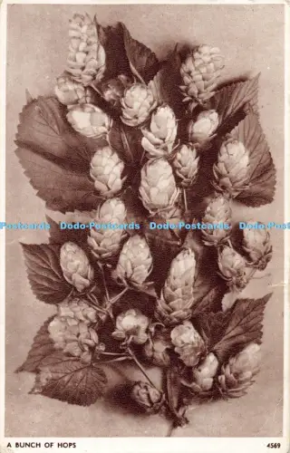 R041855 A Bunch of Hops Sweetman Solograph No 4569 1950