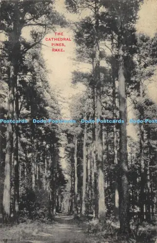 R042141 Die Kathedrale Kiefern Rechen Inge und Co