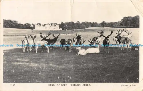 R042665 Hirschherde Woburn Abtei Fischer Frith