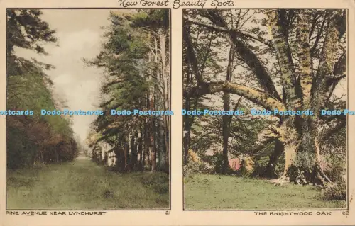 R045695 Pine Avenue in der Nähe von Lyndhurst and the Knightwood Oak Photochrom