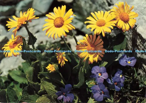 D260763 Leopardenfluch und Langspornveilchen Stehli Nr 2007