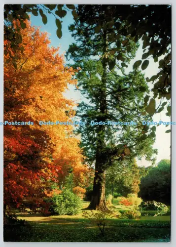 L357005 East Sussex Sheffield Park Garten Herbstfarbe Acer Palmatum Larkfield