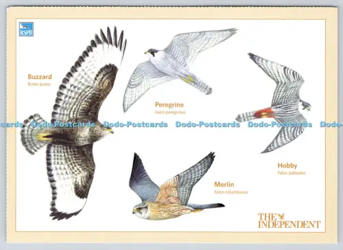 L357088 Peregrine Merlin Hobby The Independent Mike Langman