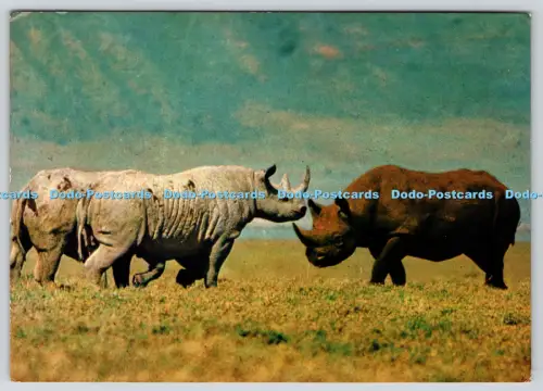 L358689 Nashorn im Ngorongoro Krater Sapra Studio
