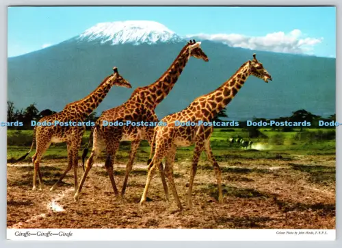 L358690 Giraffe John Hinde
