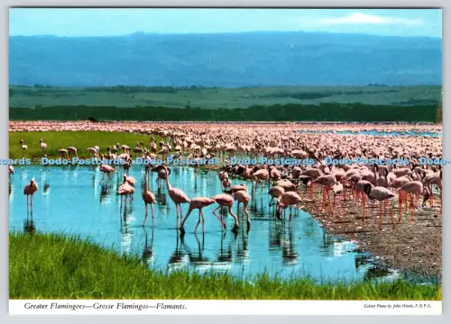 L358692 Greater Flamingoes John Hinde