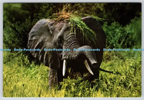 L358694 Der Elefant John Hinde
