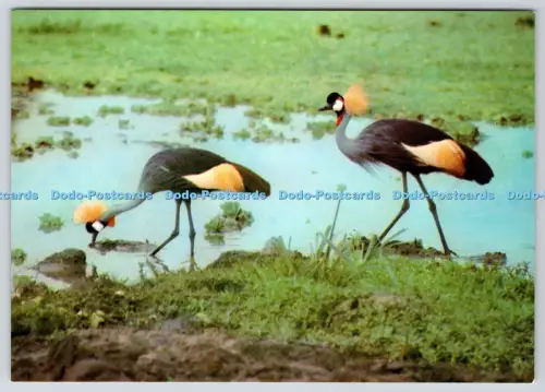 L358695 African Wild Life Series Crowned Crane J Arthur Dixon Andrew Anderson