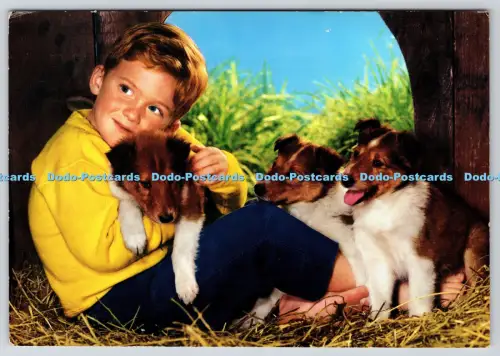L359430 Junge mit Hunden John Hinde London 1968