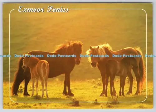 L357694 Exmoor Ponys John Hinde Ltd Peter Cade