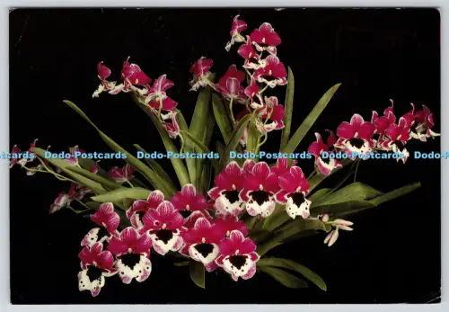 L359780 Eric Young Orchid Foundation Trinty Jersey Miltonia St Helier Channel Pr