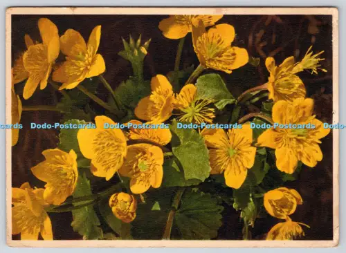 L359980 Calaltha Palustris b Dotterblume J Burrow London