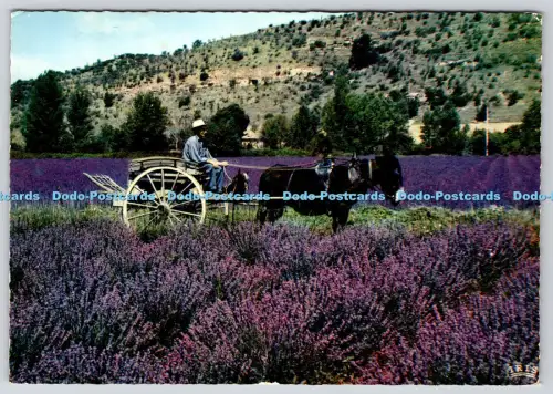 L359983 Au Pays de la Lavande La Cigogne Hachette 1966