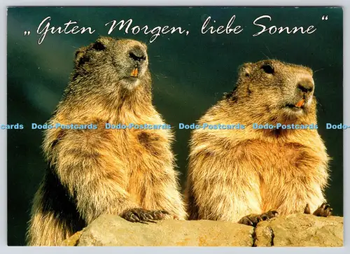 L360146 Guten Morgen Liebe Sonne Murmeltiere in der Morgensonne Glocknerwirt Ing