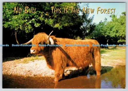 L360231 No Bull This is the New Forest John Hinde Redruth Cornwall