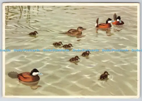 L360324 Domestic Difficulties Ruddy Ducks Peter Scott Royle Publications London