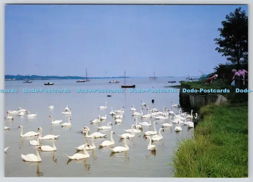 L360387 Mistley Swans on the Stour Judges C 9929X Townsends