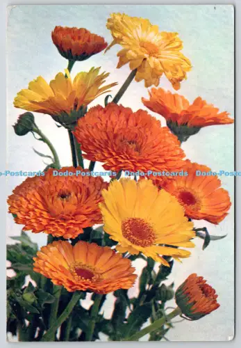 L360741 Ringelblume J Arthur Dixon Newport I W PM London