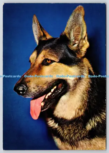 L360931 Hundekrüger