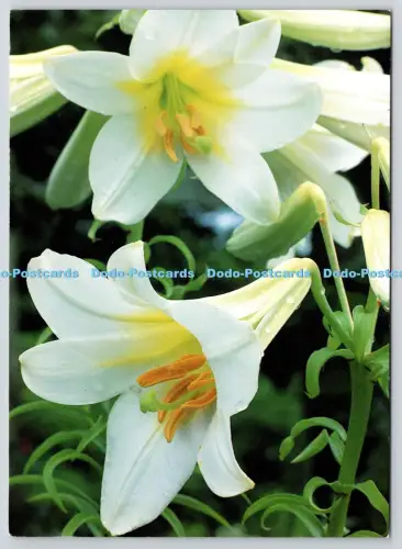 L360978 China Lilium Regale George Wright The Postcard Company