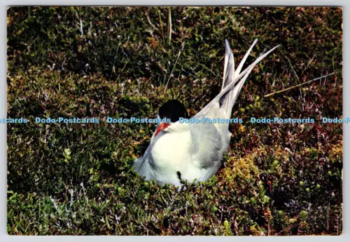 L362643 Arctic Tern J Arthur Dixon Newport I W England M L Smith PM Richmond Twi