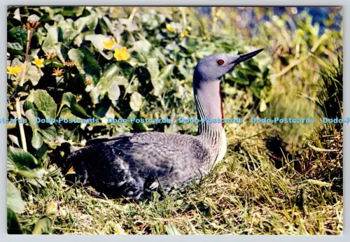 L362652 Red Throated Diver J Arthur Dixon Newport I W England M I Smith 1973