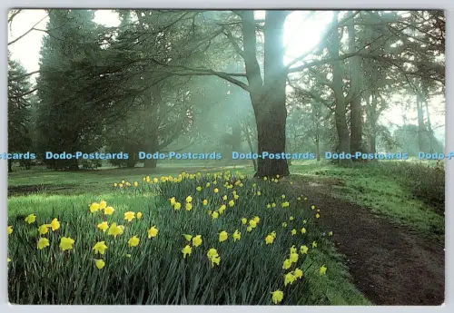 L363340 The Pinetum Early Spring Royal Horticultural Society England Burgess and
