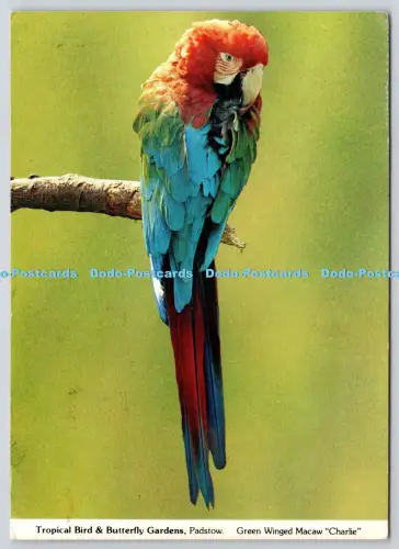 L363676 Padstow tropische Vogel- und Schmetterlingsgärten grüner geflügelter Ara Charlie D