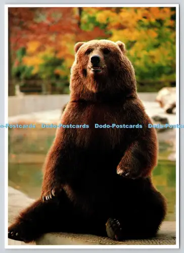 L363696 Bear Country U S A Dan Grigg Images Impact Ron Kimball