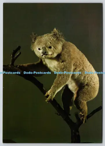 L363698 Australien Koala Horniman Museum London Ilea Bradleys