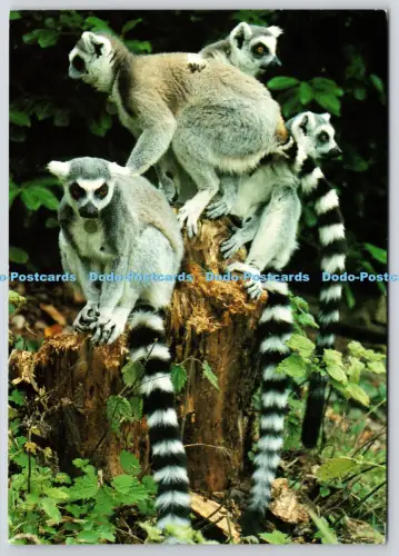 L363725 Chester Zoo Ring Tailed Lemurs J Arthur Dixon
