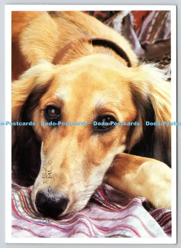 L364134 Hunde Postkarte