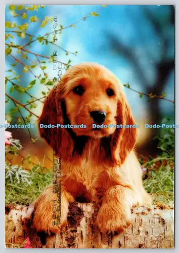 L364135 Hund Fisa PM Sussex Coast 1994